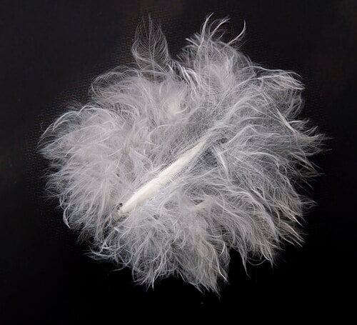 Down feather — Donsvlokje (Wikimedia Commons)