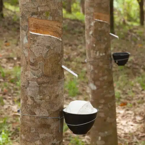 Natural latex sap tapped from Hevea rubber trees